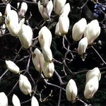 Photos Magnolia denudata