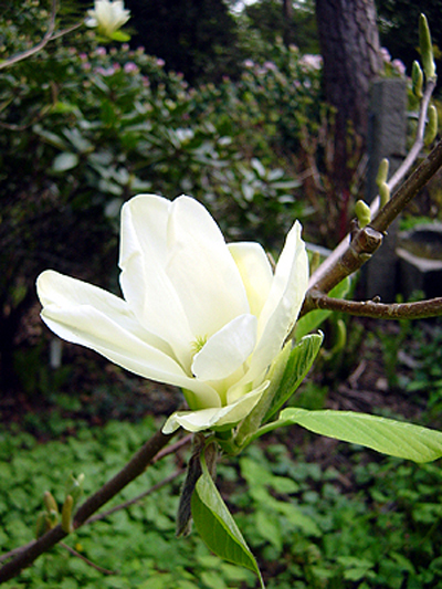 Photos Magnolia acuminata - 