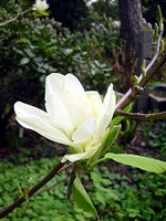 Photos Magnolia acuminata