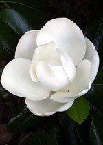 Photos Magnolia grandiflora