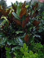 Magnolia grandiflora var. grandiflora - Immergr�ne Magnolie Galissoni�re