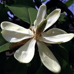 Photos Magnolia hypoleuca