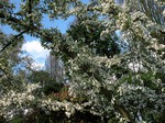 Photos Magnolia kobus