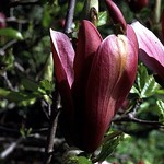 Photos Magnolia liliiflora