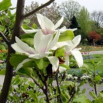 Photos Magnolia x soulangiana