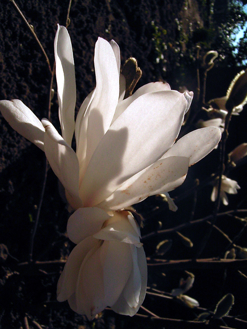Photos Magnolia stellata - Star magnolia