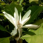 Photos Magnolia tripetala