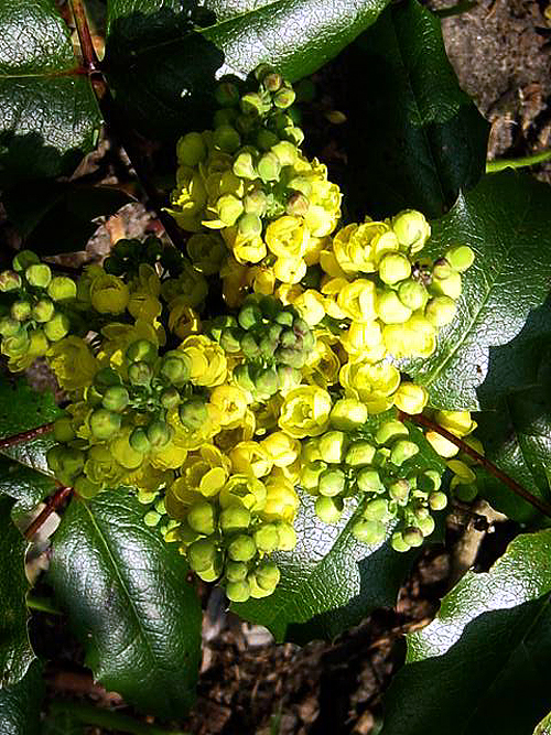 Photos Mahonia aquifolium - Hollyleaved barberry