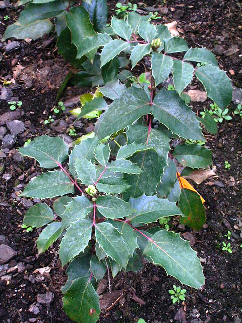 Photos Mahonia aquifolium - Hollyleaved barberry
