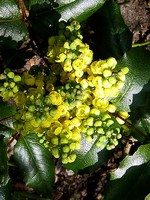 Mahonia aquifolium - Gew�hnliche Mahonie