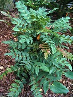 Mahonia japonica - Schmuck-Mahonie, Bealei