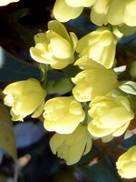Mahonia x media - Wintersun