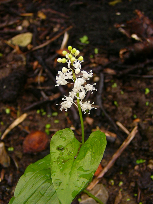 Photos Maianthemum bifolium - 