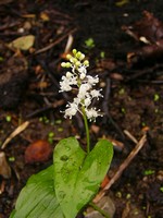 Maianthemum bifolium - Schattenblume