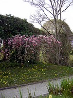 Malus - Zier-Apfel Oekonomierat Echtermeyer