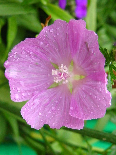 Photos Malva moschata - Musk mallow