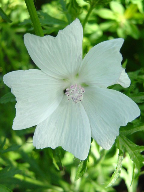 Fotos Malva moschata - 