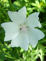 Malva moschata - Moschus-Malve Alba
