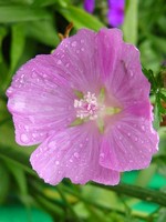 Malva moschata - Moschus-Malve