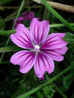 Malva sylvestris - Algiermalve, Wilde Malve