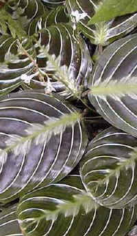 Maranta leuconeura