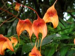 Masdevallia - Kimballiana