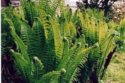 Photos Matteuccia struthiopteris - Ostrich fern