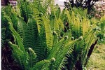Matteuccia struthiopteris - Heimischer Straussen-Farn, Trichter-Farn