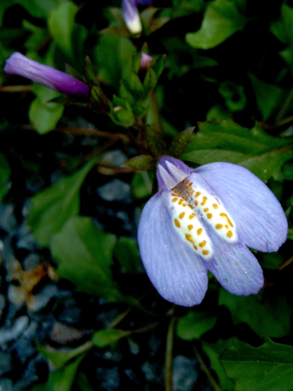Photos Mazus reptans - 
