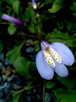 Mazus reptans - 