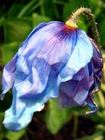 Photos Meconopsis betonicifolia