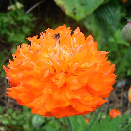 Photos Meconopsis cambrica - Welsh poppy