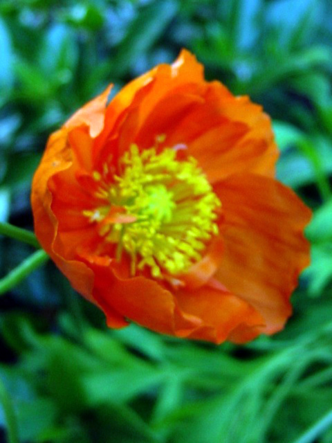 Photos Meconopsis cambrica - Welsh poppy