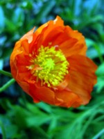 Photos Meconopsis cambrica