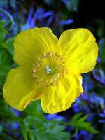 Photos Meconopsis cambrica