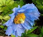 Photos Meconopsis horridula