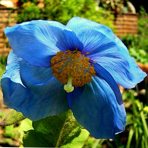 Photos Meconopsis x sheldonii - 