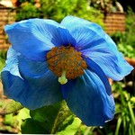 Photos Meconopsis x sheldonii