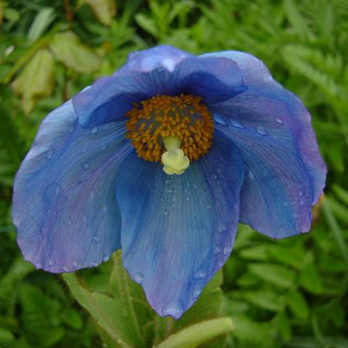 Photos Meconopsis x sheldonii - Himalayan poppy