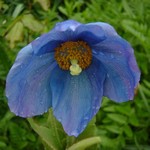 Photos Meconopsis x sheldonii
