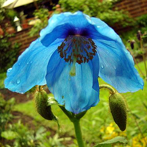 Photos Meconopsis x sheldonii - Himalayan poppy