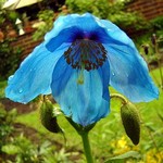 Photos Meconopsis x sheldonii