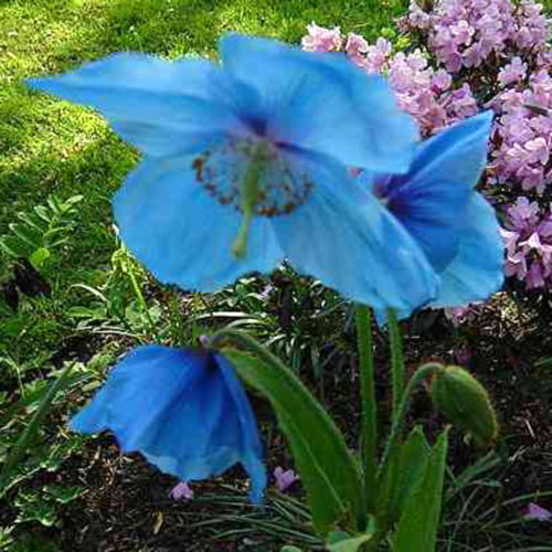Photos Meconopsis x sheldonii - 