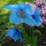 Photos Meconopsis x sheldonii
