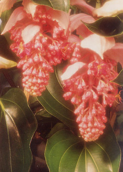 Medinilla magnifica