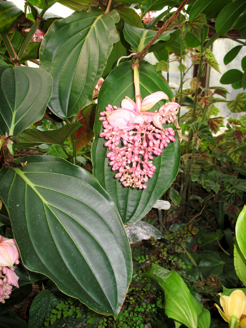 Medinilla