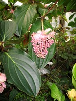 Medinilla magnifica - 