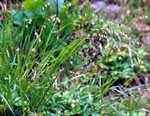 Melica nutans - Nickendes Perlgras