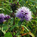Photos Mentha aquatica