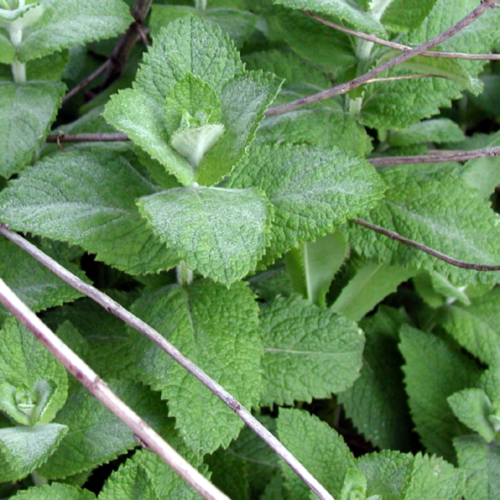 Photos Mentha � piperita - Apple mint